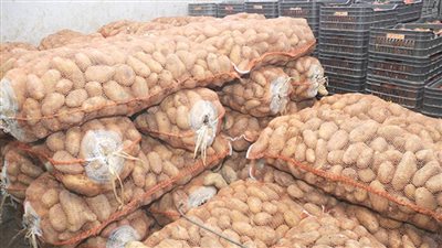 البطاطس تواصل الانهيار.. تسجيل 50 قرش للكيلو في الأسواق والمزارعون  يلقوها في المصارف