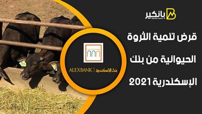 قرض تنمية الثروة الحيوانية من بنك الإسكندرية 2021