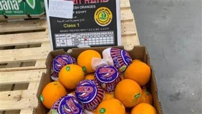 وزيرة التجارة تعلن نجاح جهود الحكومة في تصدير أولى شحنات الموسم الجديد للبرتقال المصري للسوق البرازيلي