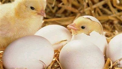 من هنا.. جميع أسعار بورصة الدواجن الرئيسية اليوم في مصر الخميس8-4-2021