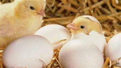 جميع أسعار بورصة الدواجن الرئيسية اليوم السبت في مصر 