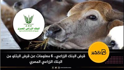 قرض البنك الزراعي.. 6 معلومات عن قرض البتلو من البنك الزراعي المصري