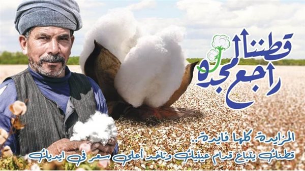القطن المصري
