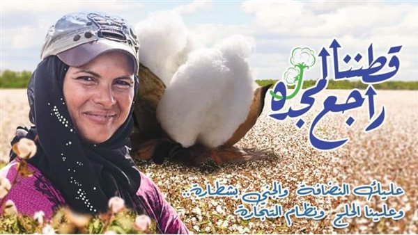 القطن المصري