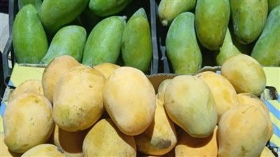 أسعار المانجو.. المانجة العويس تصل إلى 100 جنيه وارتفاع 3 أصناف أخرى