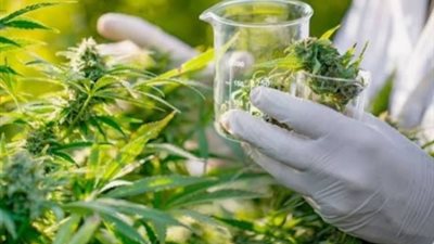 ألمانيا تشدد قيود القنب الطبي.. مشروع قانون جديد يفتح مواجهة سياسية