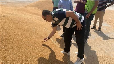 الزراعة: فحص وتحليل وشحن أول مركب قمح هندي إلى مصر