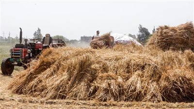 وزارة التجارة تمدد حظرا على تصدير سلع أساسية تشمل القمح والذرة لثلاثة شهور إضافية