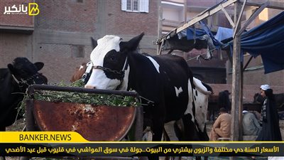  الخدمات البيطرية: الحمى القلاعية تؤثر على إنتاج الألبان فقط ولا تهدد جودة اللحوم 