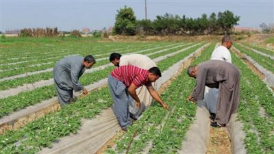 بالأرقام.. الدولة المصرية تواصل تطبيق استراتيجيتها لدعم وتمكين الفلاح