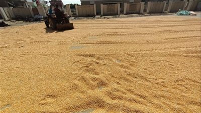 الزراعة: استلام مصانع الأعلاف للذرة الصفراء.. و6 آلاف جنيه حد أدنى لسعر الطن