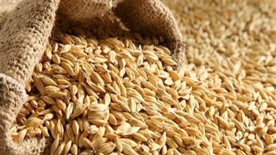 التموين: توريد 200 ألف طن أرز حتى الآن.. واستمرار الموسم حتى 15 ديسمبر 2022