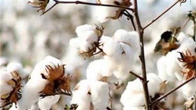 طويل التيلة يشتعل.. لأول مرة قنطار القطن يلامس 5 آلاف جنيه في مزادات الأربعاء