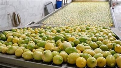 مصر تبدأ في تصدير الموالح للفلبين 