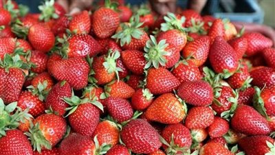 حقيقة حظر السعودية لصادرات الفراولة المصرية