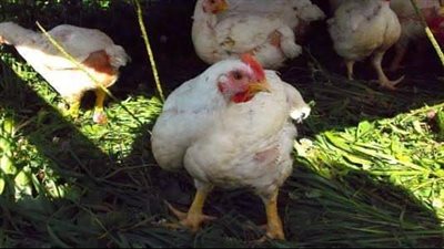 إنفجار أسعار الدواجن من جديد بسبب الدولار.. ومفاجأة في أسعار البيض 