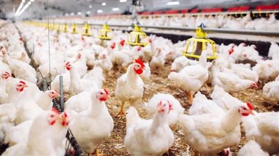 رئيس شعبة الدواجن: أسعار الدواجن لن تنخفض لهذا السبب