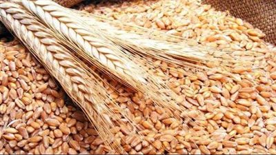 تجار: هيئة السلع التموينية في مصر تتفق مبدئيا على شراء قمح روسي في مناقصة