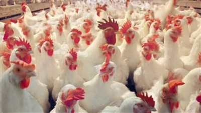 بورصة الدواجن العمومية اليوم.. تراجع كبير في أسعار الدواجن اليوم السبت 25-2-2023