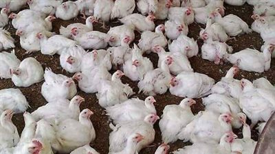 شعبة الدواجن تزف بشرى سارة بشأن الأسعار