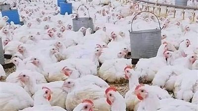 أسعار الدواجن والبيض اليوم تستمر في الانخفاض.. والشعبة: انتظروا مزيدا من التراجع