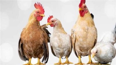 قرار طال انتظاره يعصف بأسعار الدواجن