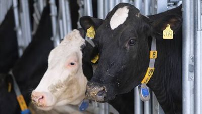 الصين تستنسخ بقارا خارقة تنتج 18 طن حليب سنوياً