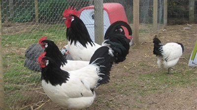 موعد تراجع أسعار اللحوم والدواجن 