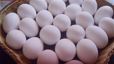 الزراعة: طرح البيض بالمنافذ التسويقية بتخفيضات 30% أقل عن سعر السوق