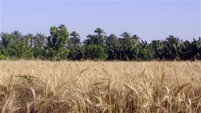 ارتفاع أسعار تصدير القمح الروسي وسط تأخر وصول المحاصيل الجديدة