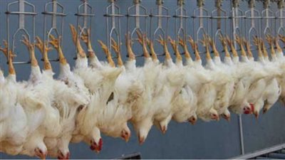 «الذبح الحلال» يشعل جدل المصريين على «الفراخ البرازيلي»