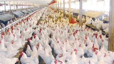 التموين تعلن تخفيض سعر الدواجن