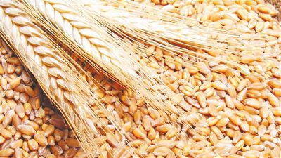 التموين: سداد مستحقات القمح للمزارعين وفقًا ‏‏لمنظومة التحول الرقمي خلال 48 ساعة من التوريد