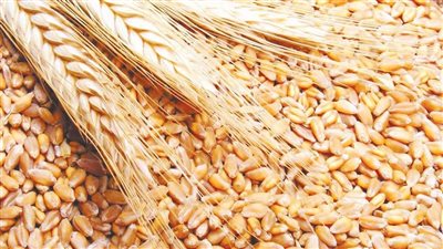 ميناء دمياط يستقبل  كمية هائلة من القمح لصالح هيئة السلع التموينية