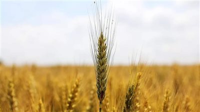 بيان: احتياطي مصر الاستراتيجي من القمح يكفي لمدة 2.3 شهر