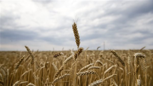 أسعار السلع الغذئية