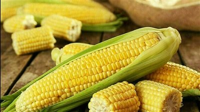 ارتفاع صادرات البرازيل من فول الصويا وانخفاض الذرة