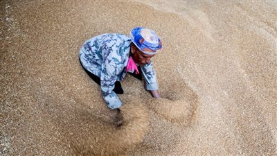 رويترز: مصر تشتري نصف مليون طن من القمح الروسي في صفقة خاصة