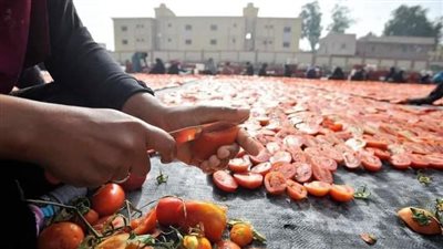 أخطر عملية إرهاب اقتصادي.. فيديو الطماطم يكشف فضيحة مافيا الإخوان والتجار