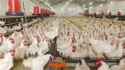 توقعات بانتعاش صناعة الدواجن وتراجع الأسعار لهذه الأسباب