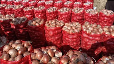 وزير الزراعة يوجه بحملات تفتيشية على مفارش البصل لدى التجار بجميع المحافظات