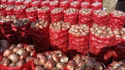 شعبة الخضروات تكشف أسباب ارتفاع أسعار البصل