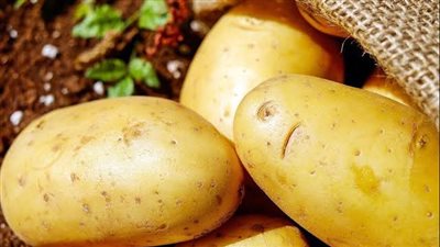 الزراعة: كيلو البطاطس كان يقترب من 100 جنيه لولا هذا الحل