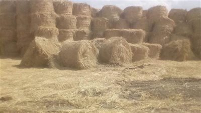 وصول سفينة قمح جديدة من روسيا إلى ميناء دمياط