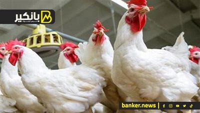 رد حاسم من الحكومة عن أسباب غلاء أسعار الفراخ بالأسواق وموعد بداية الانخفاض