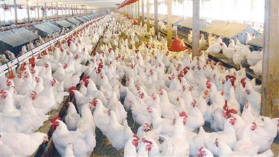 اعتبارًا من اليوم.. خفض أسعار الدواجن والبيض بنسبة 10 – 15%