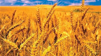 مصر تتسلم شحنة إضافية كبيرة من القمح الروسي