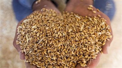 مصر تطرح ممارسة دولية لشراء القمح