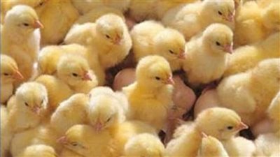 شعبة الدواجن: تكلفة الكتكوت 10 جنيهات ويباع بـ31 جنيها.. والمنتج بيكسب 1.5 مليون يوميا