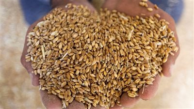 القمح يقفز إلى أعلى مستوياته منذ 10 أشهر مع تراجع الحصاد الروسي